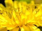Żółty, Kwiat