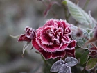 Oszroniona, Róża