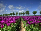Purpurowe, Tulipany, Uprawa