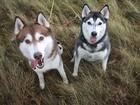 czarny, brązowy, Siberian Husky