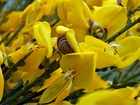 Żółte, Kwiatki, Ślimak