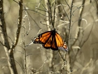 Kolorowy, Motyl, Jesień