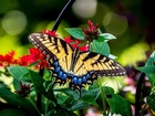Piękny, Motyl, Kwiaty