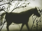 Koń, Gałęzie, Mgła