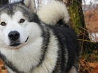 Siberian Husky