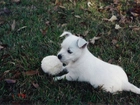 szczeniak, West Highland White Terrier, piłka