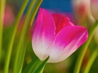 Różowy, Tulipan, Liście