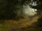 Las, Ścieżka, Mgła, Jesień