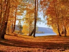 Drzewa, Brzozy, Jezioro, Jesień