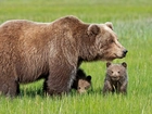 Niedźwiedzie, Rodzina