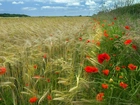 Pole, Zboże, Trawy, Maki