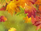 Liście, Deszcz, Jesień, Art