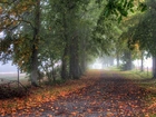 Droga, Drzewa, Liście, Mgła, Jesień