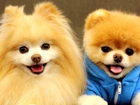 Dwa, Pieski, Pomeranian