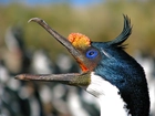 Kormoran, Głowa, Dziób