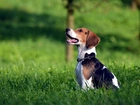 Beagle, Obroża, Trawa