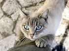 Kotek, Niebieskie, Oczy