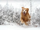 Golden Retriever, Bieg, Śnieg