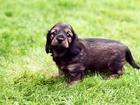 Słodki, Szczeniak, Trawa Field spaniel