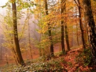 Las, Drzewa, Liście, Światło, Jesień