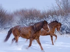 Konie, Galop, Śnieg