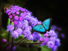 Piękny, Motyl, Fioletowe, Kwiaty
