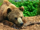 Leżący, Niedźwiedź