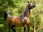 Koń, Rasy, Arabskiej