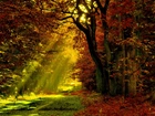 Las, Ścieżka, Promienie, Słońca, Jesień