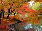 Rzeka, Kolorowe, Drzewa, Park, Jesień