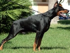 Doberman