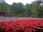 Park, Rzeka, Tulipany, Holandia