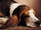 Basset