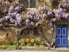 Dom, Kwiaty, Wisteria