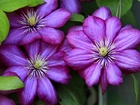 Kwiaty, Clematis