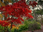 Park, Ławka, Jesień