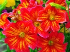 Salpiglossis, Kwiaty