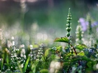 Rośliny, Makro, Bokeh