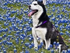 Siberian Husky, Łąka, Kwiatki