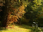 Jesień, Drzewa, Brzoza, Kolorowe, Liście
