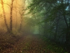 Las, Mgła, Liście, Światło, Jesień