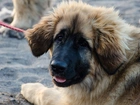 Szczeniak, Smycz, Leonberger