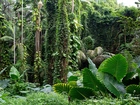 Hawaje, Tropikalny, Ogród Botaniczny, Rośliny