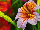 Kwiat, Salpiglossis