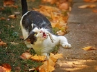 Kot, Jesień, Liście