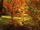 Drzewa, Jesień, Kolorowe, Czerwone, Liście