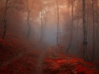 Las, Mgła, Liście, Ścieżka