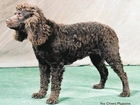 Amerykański spaniel dowodny