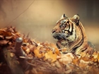 Tygrys, Liście, Jesień