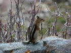 Chipmunk, Wiewiórka, Ziemna, Gałązki